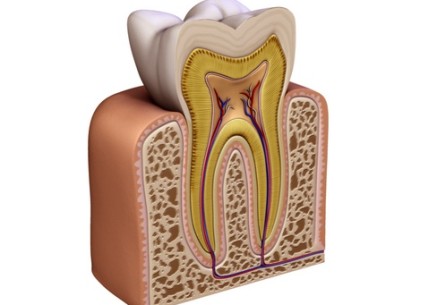CLINIC TORINO - ENDODONZIA